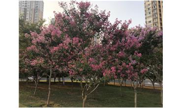 夏秋季節(jié)，錫城首次驚現(xiàn)紫薇花開美景